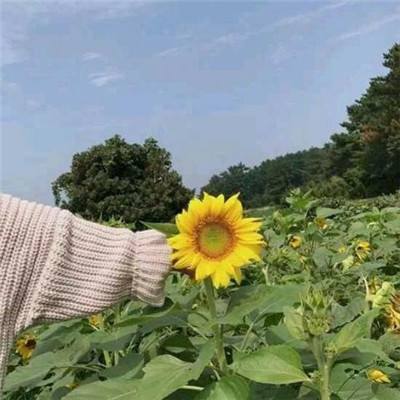 厨师战争内购破解版下载